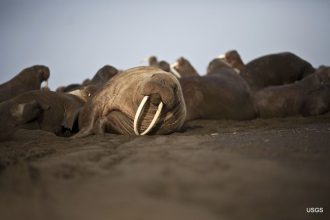 abandoned-baby-walrus-finds-new-home-with-alaska’s-sealife-center