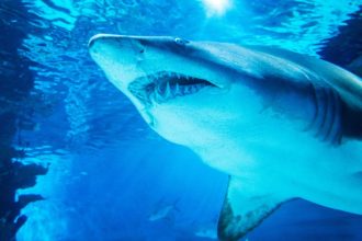 woman-loses-leg-after-freak-shark-attack,-dies-tragic-death-while-being-rescued