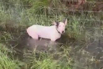 punk-who-left-dog-tied-up-in-rising-hurricane-waters-gets-crushing-news-from-governor:-‘we’re-going-to-nail-you’