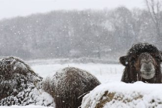 old-british-macdonald-had-a-farm,-e-i-e-i-gone