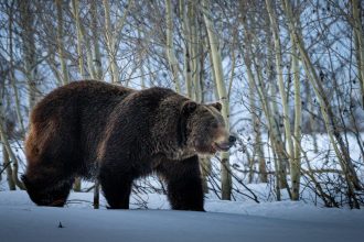 harriet-hageman-slams-biden-administration’s-refusal-to-delist-grizzly-bears-as-endangered