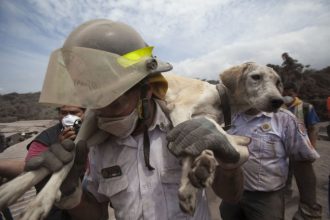 feel-good-friday:-dramatic-dog-reunions-and-the-heroes-who-made-it-happen-in-california-fires