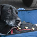 feel-good-friday:-secret-service-k-9-hurricane’s-last-day-and-the-charity-named-in-his-honor