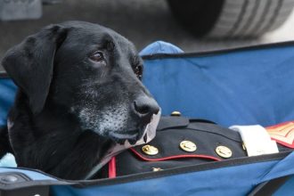 feel-good-friday:-secret-service-k-9-hurricane’s-last-day-and-the-charity-named-in-his-honor