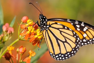 teen-dies-in-agony-after-bizarre-interaction-with-butterfly,-social-media-challenge-potentially-to-blame