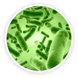 Bacillus-Coagulans.png